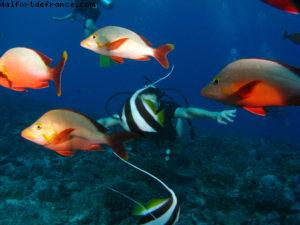 Scuba diving surrounded by sharks in Moorea