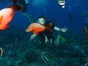 Scuba diving surrounded by sharks in Moorea