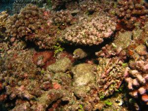 Scuba diving surrounded by sharks in Moorea
