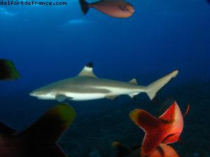 Scuba diving surrounded by sharks in Moorea