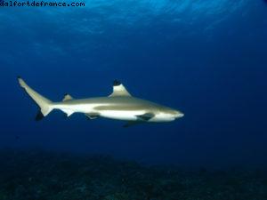 Scuba diving surrounded by sharks in Moorea