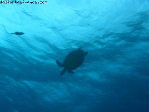 Scuba diving surrounded by sharks in Moorea