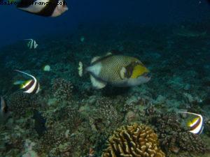Scuba diving surrounded by sharks in Moorea