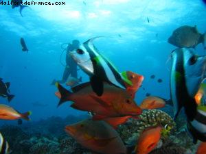 Scuba diving surrounded by sharks in Moorea