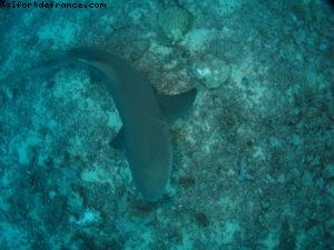 Scuba diving surrounded by sharks in Moorea
