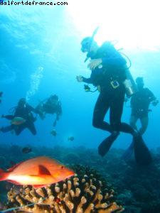 Scuba diving surrounded by sharks in Moorea