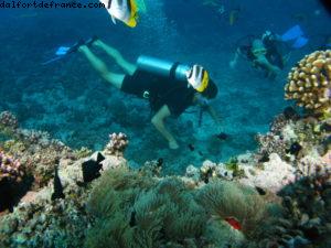 Scuba diving surrounded by sharks in Moorea