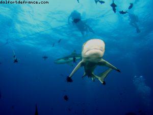 Scuba diving surrounded by sharks in Moorea