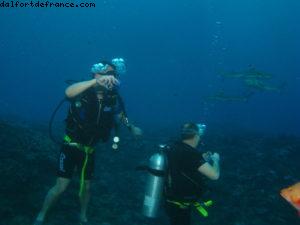 Scuba diving surrounded by sharks in Moorea