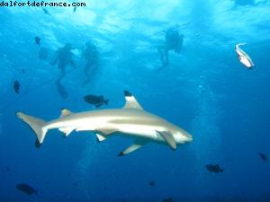 Scuba diving surrounded by sharks in Moorea