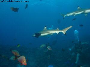 Scuba diving surrounded by sharks in Moorea
