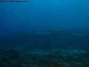 Scuba diving surrounded by sharks in Moorea