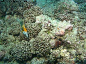 Scuba diving surrounded by sharks in Moorea