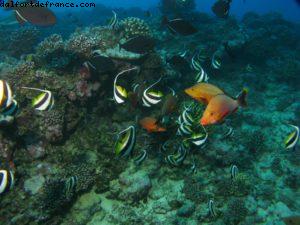 Scuba diving surrounded by sharks in Moorea