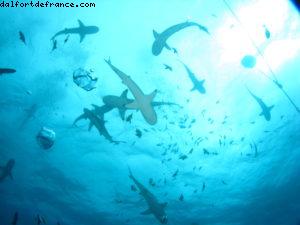 Scuba diving surrounded by sharks in Moorea