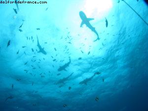 Scuba diving surrounded by sharks in Moorea