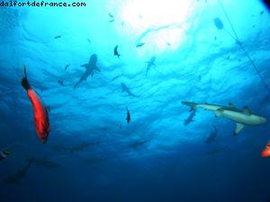 Scuba diving surrounded by sharks in Moorea