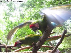 Animal Kingdom - Orlando