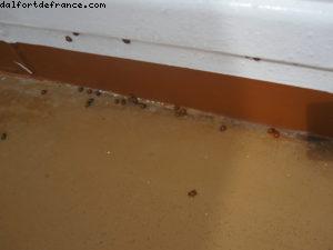 Invasion de coccinelles - Notre 28eme croisière Atlantis (à bord de l'Eurodam)