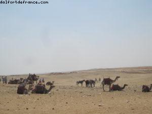 Pyramides de Gizeh - Le Caire - Notre 28eme croisière Atlantis (à bord de l'Eurodam)