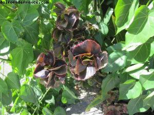 Grand Cayman- Notre 31eme croisière Atlantis (à bord du Liberty of the Seas) 