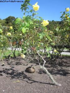 Wellington - Notre 32eme croisière Atlantis (à bord du Volendam)