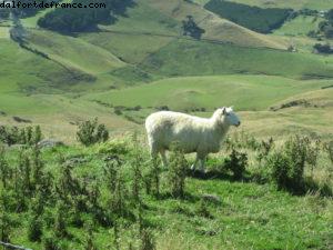 Dunedin - Notre 32eme croisière Atlantis (à bord du Volendam)