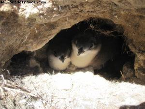 Dunedin - Notre 32eme croisière Atlantis (à bord du Volendam)