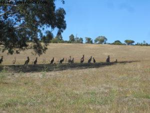 Yarra Valley - Melbourne - Notre 32eme croisière Atlantis (à bord du Volendam)