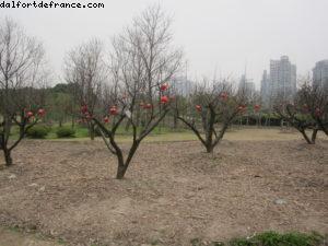 Century Park - Shanghai