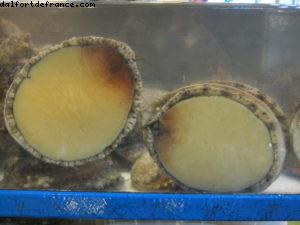 Fish Market - Busan - Our 33rd Atlantis cruise (Azamara Quest)