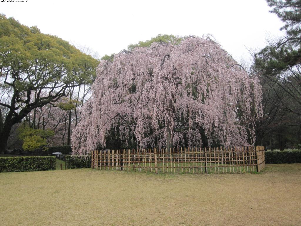 Kyoto - Our 33rd Atlantis cruise (Azamara Quest)