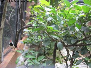 Jardin botanique - Hong Kong