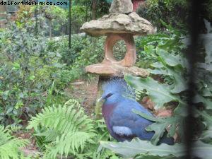 Jardin botanique - Hong Kong