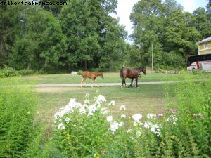 Ferme de Savijarvi - Notre 35eme croisière Atlantis (à bord de l'Eurodam)