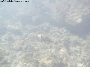 Caméra sous-marine - Honolulu