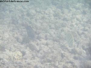 Caméra sous-marine - Honolulu