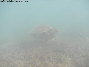 Caméra sous-marine - Honolulu