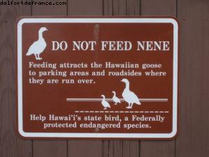 Kilauea- Parc national du volcan - Big Island (La Grande île) - Hawaii - Notre 7eme croisière RSVP (à bord du Pride of Hawaii)