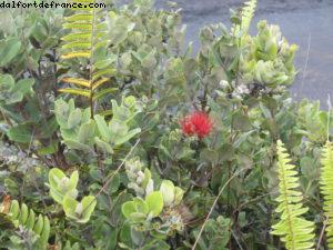 Kilauea- Parc national du volcan - Big Island (La Grande île) - Hawaii - Notre 7eme croisière RSVP (à bord du Pride of Hawaii)