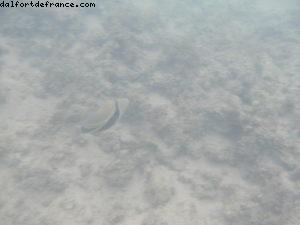 Caméra sous-marine - Honolulu