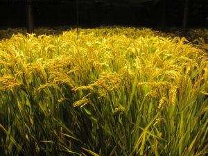 Pavillon de la Chine - Exposition Universelle de Shanghai