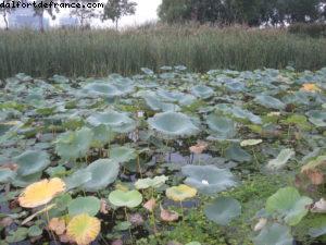 Expo Park - Exposition Universelle de Shanghai - Chine 