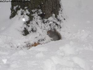 Tempête de neige - New York