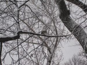 Tempête de neige - New York