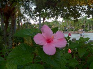 Riptide - Let's go play Typhoon Lagoon - Walt Disney World