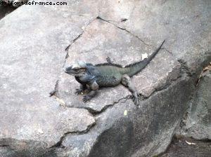 Animal Kingdom- Walt Disney World