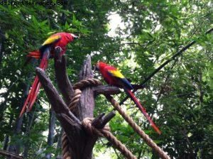 Animal Kingdom- Walt Disney World