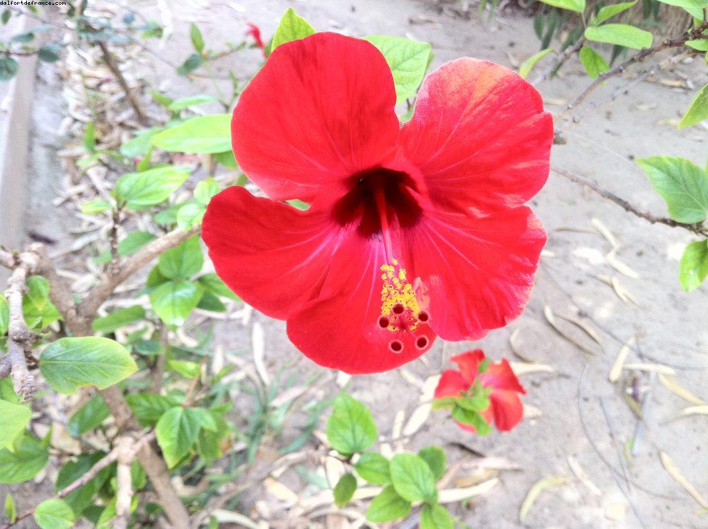 Vestiges de Carthage - Tunis