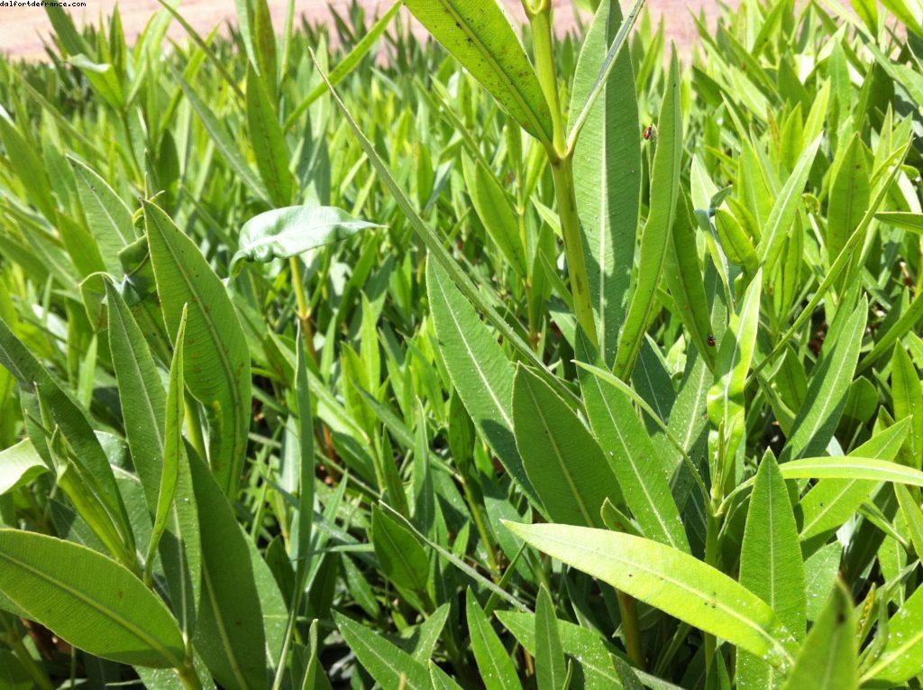 Citerne ancienne - Tunis